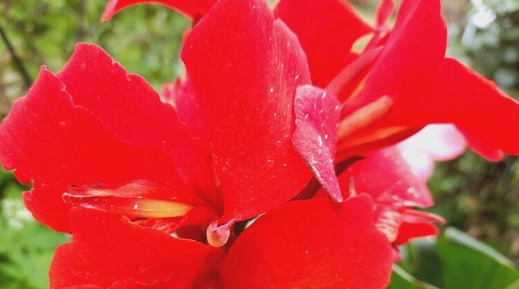 BLUMEN